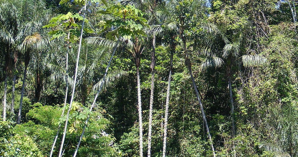 Nokia deploys subaquatic fiber network in Amazon rainforest - Vimarsana News