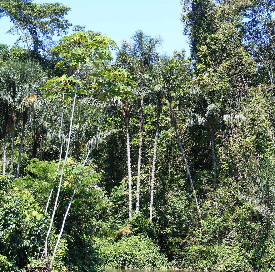 1024px-Amazonian_rainforest_2