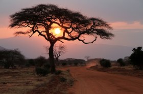 Kenya Africa tree