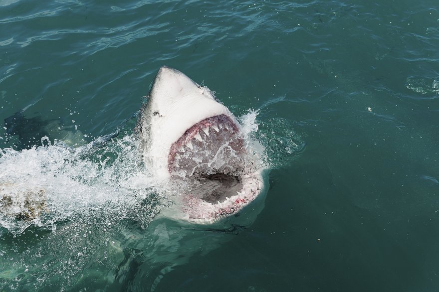 Shark sinks its teeth into technology