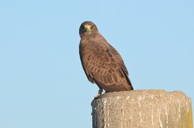 Falcon