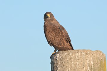 Falcon