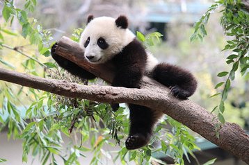 Xiao Liwu in San Diego Zoo