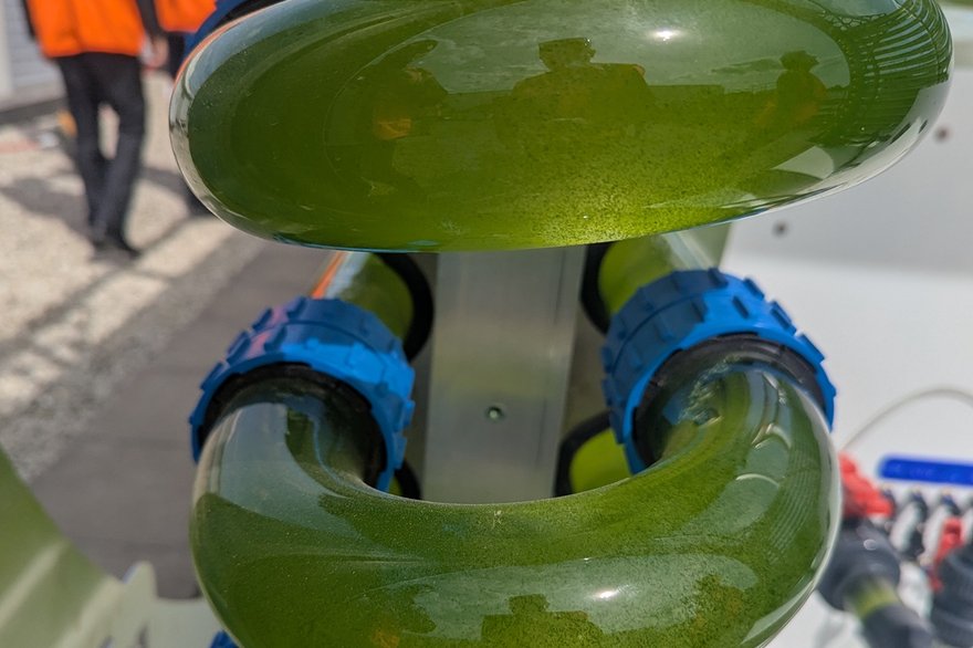 Algae1