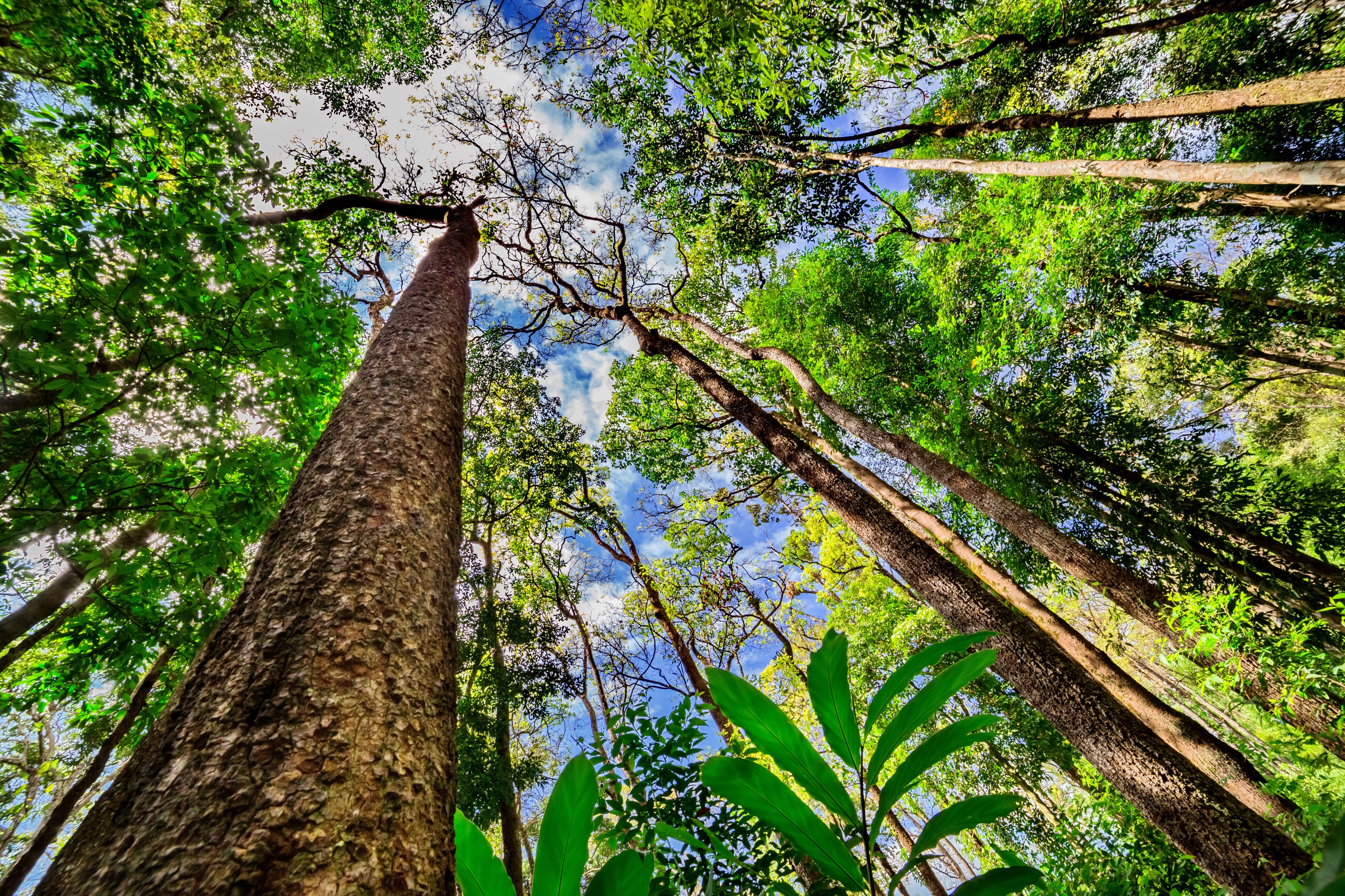 Japan Helps Share Amazon Rainforest Data DCD