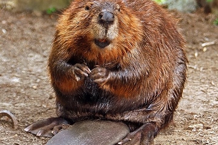 Beaver causes Internet outage in a "uniquely Canadian turn of events"