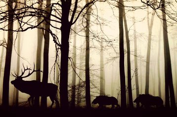 Animals_forest_Anja_Pixabay_March 2021_small.jpg