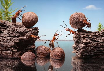 ants teamwork microservices bugs thinkstock photos antrey