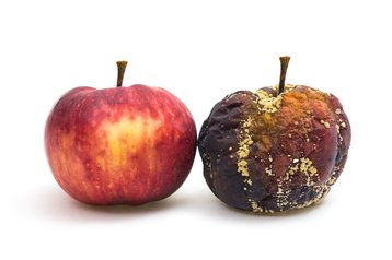 apple rotten fresh thinkstock photos jens gade 492941862