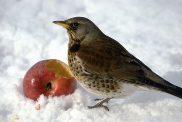 apple wildlife bird fieldfare thinkstock photos axel ellerhorst