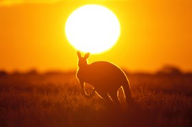 Australia kangaroo environment carbon tax - Thinkstock     John Carnemolla