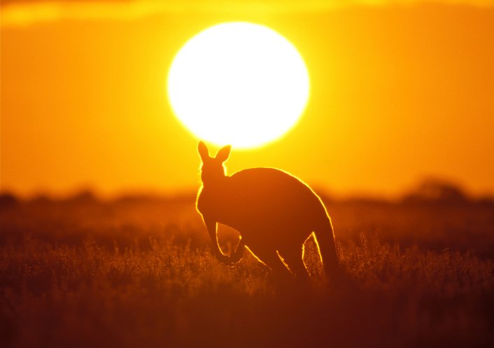 Australia kangaroo environment carbon tax - Thinkstock     John Carnemolla