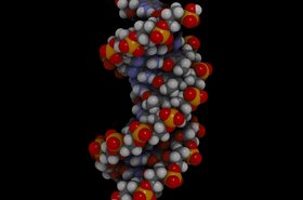 Space-filling model of B-DNA. Source: Wikimedia Commons.
