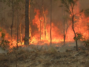Bush_fire_at_Captain_Creek_central_Queensland_Australia..jpg