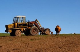 Cow-and-tractor.jpg