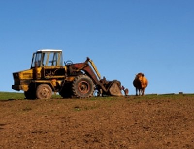 Cow-and-tractor.jpg
