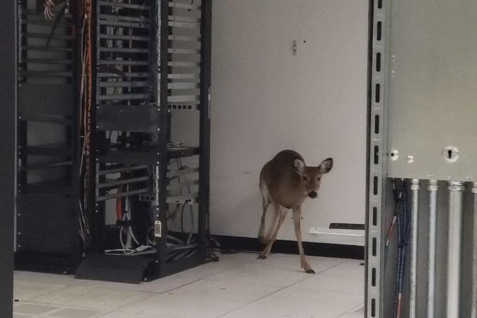 Deer in a data center