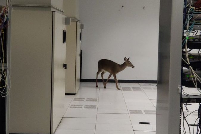 Deer in a data center