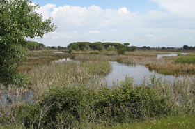 Doñana.png