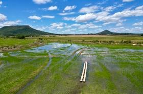 Enrolled_rice_fields_in_Rio_Grande_do_Sul