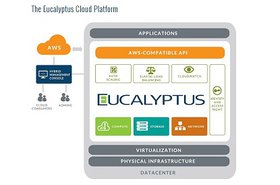 Eucalyptus.jpg