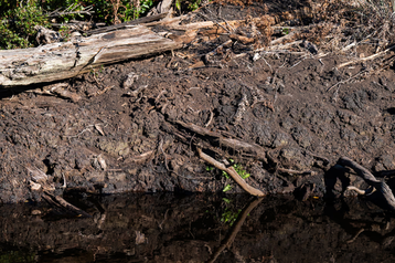 peatland