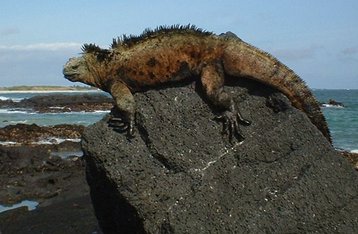 Galapagos_iguana_Wikipedia_Mar 2021_small.jpg