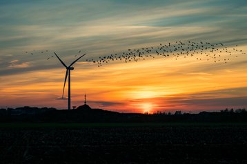 birds turbines
