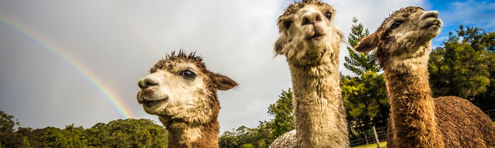 Llama