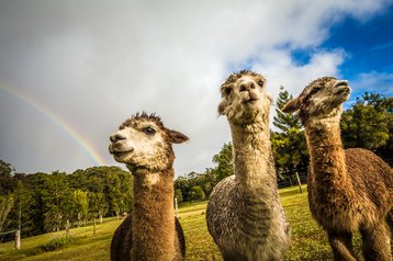 Llama