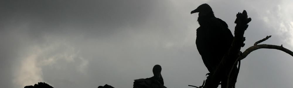 Silhouette of vultures perched on a treebranch