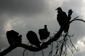 Silhouette of vultures perched on a treebranch