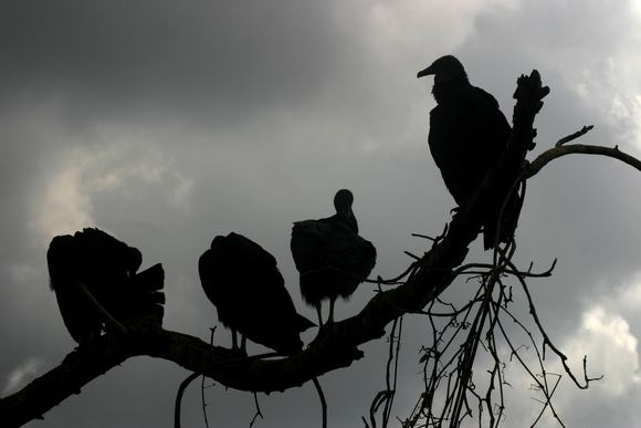 Silhouette of vultures perched on a treebranch