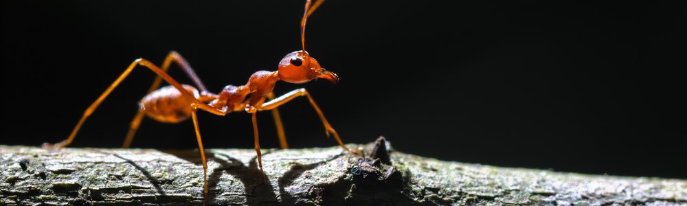 A fireant