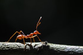 A fireant