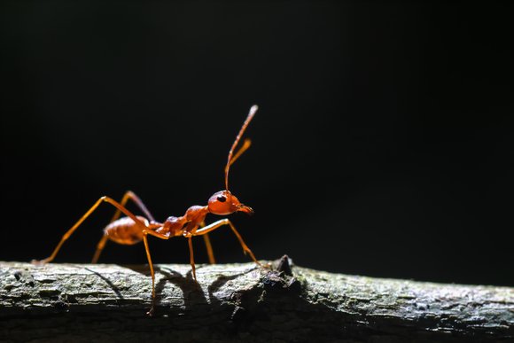 A fireant