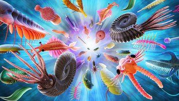 The Cambrian Explosion