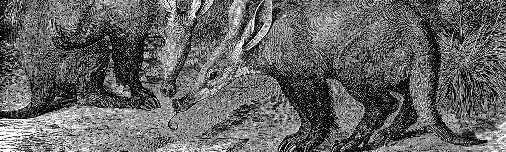 Aardvarks