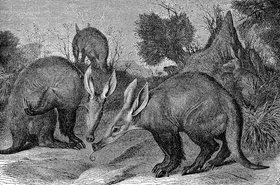 Aardvarks