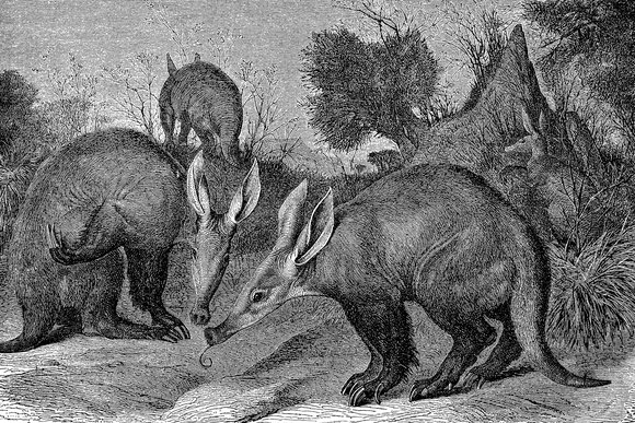Aardvarks
