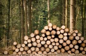 tree felling