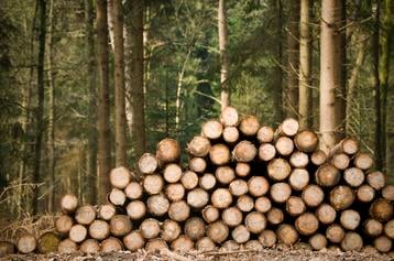 tree felling