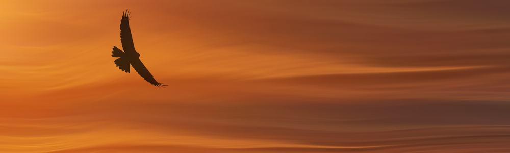 A falcon flying in front of a sunset
