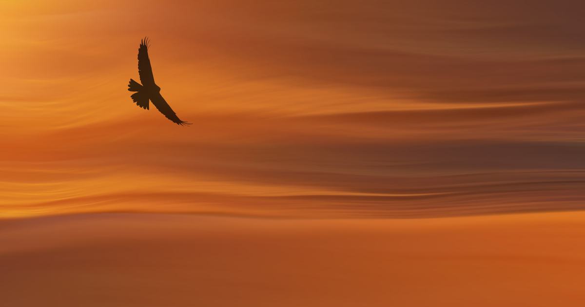 Nvidia adds Google Falcon support to meet growing transport diversity demands