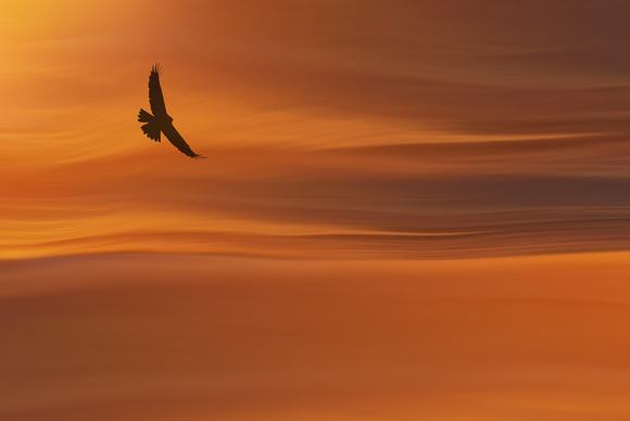 A falcon flying in front of a sunset