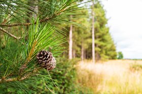 foresty