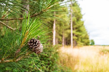 foresty