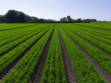 farmland