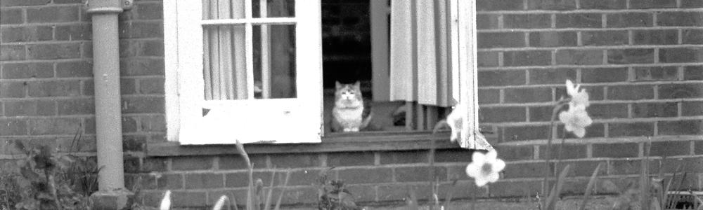Cat at the back door of an old suburban household