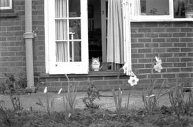 Cat at the back door of an old suburban household